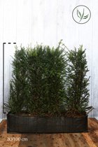 3 stuks | Taxus baccata Kant-en-klaar Hagen 80-100 cm Kant-en-klaar Hagen - Formele haag - Geschikt voor vormsnoei - Vruchtdragend - Weinig onderhoud