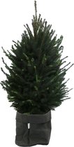 Boom van Botanicly – Picea glauca Super Green met een zwarte paper-look pot als set – Hoogte: 130 cm