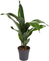 Kamerplant van Botanicly – Kwartjesplant – Hoogte: 85 cm – Aspidistra elatior