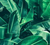 Palm bladeren - Fotobehang (in banen) - 350 x 260 cm