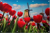 Nederlandse tulpen voor de molens van Amsterdam - Foto op Tuinposter - 150 x 100 cm