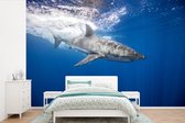 Papier peint Papier peint photo en vinyle - Requin Witte dans l'océan largeur 330 cm x hauteur 220 cm - Tirage photo sur papier peint (disponible en 7 tailles)
