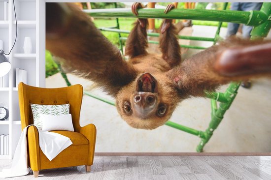 Papier peint photo peint vinyle - Un drôle de paresseux saisit la caméra largeur 390 cm x hauteur 260 cm - Tirage photo sur papier peint (disponible en 7 tailles)