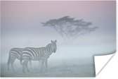 Poster Zebra's in de mist - 60x40 cm