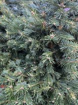 Abies lasiocarpa - 80 - 100 cm hoog