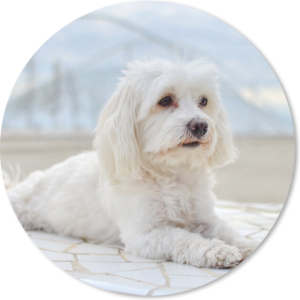 Muismat rond 40x40 cm - Mousepad Kalme Maltezer ligt te ontspannen - Ronde muismatten