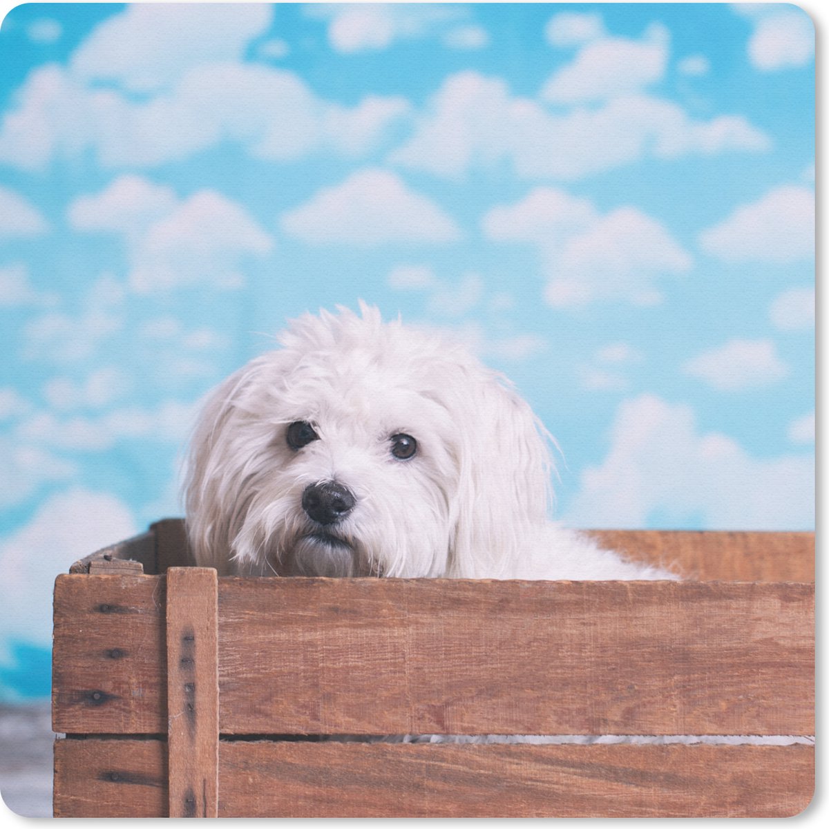 Muismat 30x30 cm - Mousepad Maltezer hond in een houten doos - Muismatten