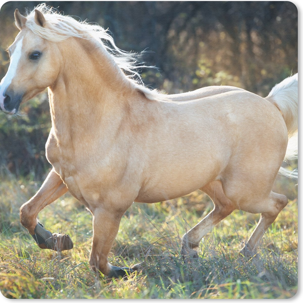 Muismat 30x30 cm - Mousepad Paard - Natuur - Bruin - Muismatten