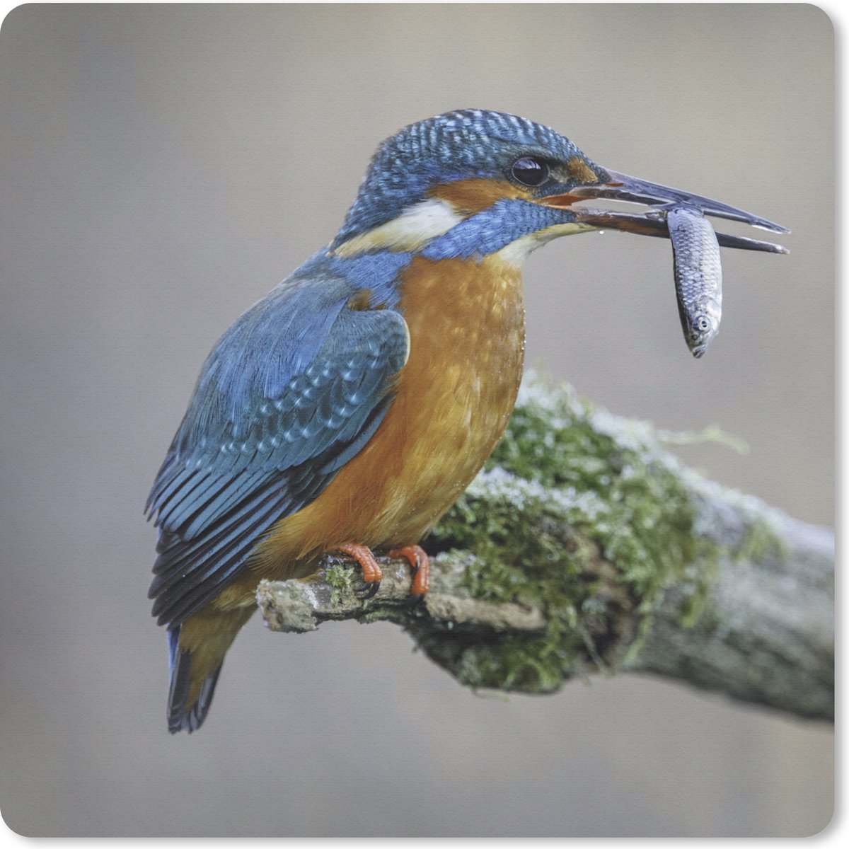 Muismat 20x20 cm - Mousepad IJsvogel - Vis - Dier - Muismatten