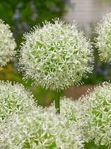 50x Allium 'Mount everest'  bloembollen met bloeigarantie