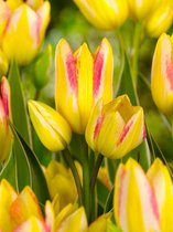 80x Tulpen 'Antoinette'  bloembollen met bloeigarantie