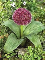 100x Allium 'Karataviense'  bloembollen met bloeigarantie