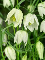 150x Fritillaria 'Fritillaria meleagris alba'  bloembollen met bloeigarantie