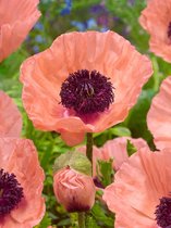 8x Klaproos 'Papaver helen elisabeth'  bloembollen met bloeigarantie