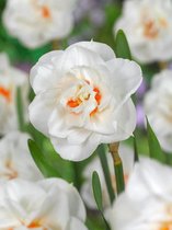 60x Narcissen 'Acropolis'  bloembollen met bloeigarantie