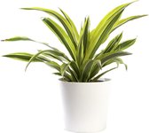 Plant in hydrocultuur systeem van Botanicly: Drakenboom met weinig onderhoud – in wit kleurig hydrocultuur sierpot – Hoogte: 30 cm – Dracaena derem. Lemon Lime