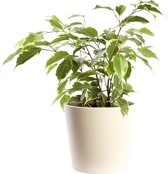 Plant in hydrocultuur systeem van Botanicly: Treurvijg met weinig onderhoud – in crème kleurig hydrocultuur sierpot – Hoogte: 35 cm – Ficus benjamina Golden Princess