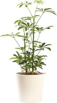 Plant in hydrocultuur systeem van Botanicly: Vingersboom met weinig onderhoud – in crème kleurig hydrocultuur sierpot – Hoogte: 35 cm – Schefflera arboricola