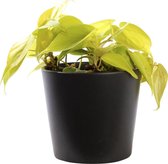 Plant in hydrocultuur systeem van Botanicly: Philodendron scandens Lemon met weinig onderhoud – in antraciet kleurig hydrocultuur sierpot – Hoogte: 5 cm