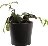 Plant in hydrocultuur systeem van Botanicly: Lippenstiftplant  met weinig onderhoud – in antraciet kleurig hydrocultuur sierpot – Hoogte: 5 cm – Aeschynanthus marmoratus