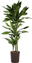 Plant in hydrocultuur systeem van Botanicly: Drakenboom met weinig onderhoud – Hoogte: 65 cm – Dracaena fragr. Janet Lind