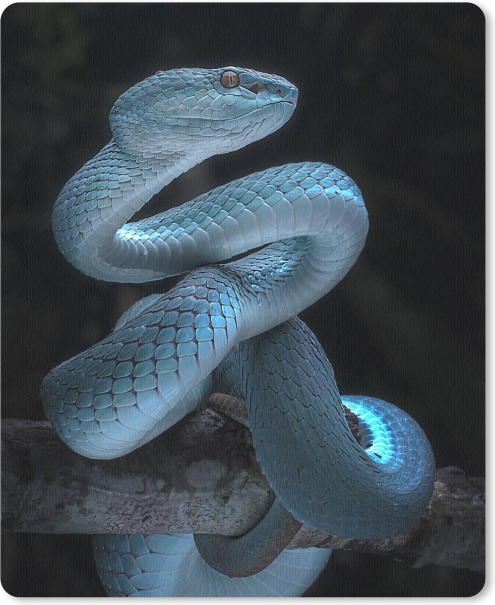 Muismat - Mousepad - Blauwe slang - 30x40 cm