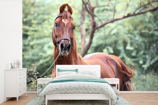 Behang - Fotobehang Paard - Bos - Halster - Breedte 600 cm x hoogte 400 cm