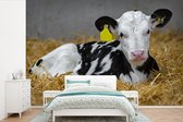 Joli veau d'une vache frisonne se trouve dans la paille papier peint photo vinyle 390x260 cm - Tirage photo sur papier peint
