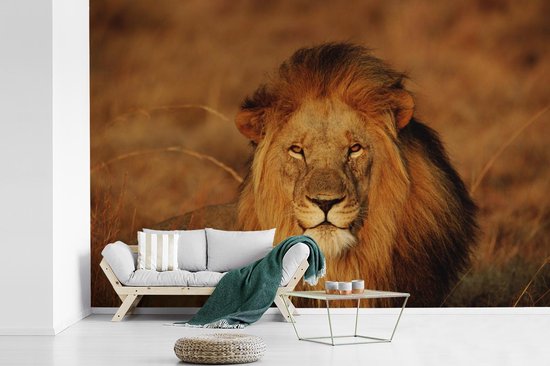 Papier peint photo peint photo Lion - nieuw - Lion regardant dans l'appareil fotobehang vinyle largeur 330 cm x hauteur 220 cm - Impression photo sur papier peint vinyle (disponible en 7 tailles) - chambre/salon/bureau