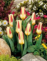 100x Tulpen 'Johann strauss'  bloembollen met bloeigarantie