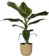 Kamerplant van Botanicly – Bananen plant in beige ELHO plastic pot als set – Hoogte: 80 cm – Musa