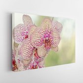 Canvas schilderij - Yellow with red spots orchid close up flower, isolated on bokeh background.  -     634413173 - 50*40 Horizontal