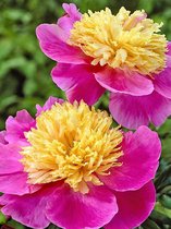 15x Pioenroos 'Paeonia mr. g.f.hemerik'  bloembollen met bloeigarantie