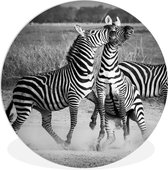 WallCircle - Wandcirkel ⌀ 60 - Vechtende zebra's - Ronde schilderijen woonkamer - Wandbord rond - Muurdecoratie cirkel - Kamer decoratie binnen - Wanddecoratie muurcirkel - Woonaccessoires