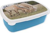 Broodtrommel Blauw - Lunchbox - Brooddoos - Twee grazende fjord paarden in een grasveld - 18x12x6 cm - Kinderen - Jongen