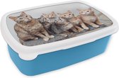 Broodtrommel Blauw - Lunchbox - Brooddoos - Kat - Kittens - Vacht - 18x12x6 cm - Kinderen - Jongen