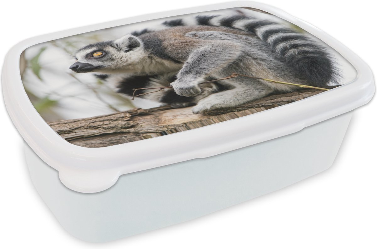 Broodtrommel Wit - Lunchbox - Brooddoos - Aap - Boom - Ringstaartmaki - 18x12x6 cm - Volwassenen