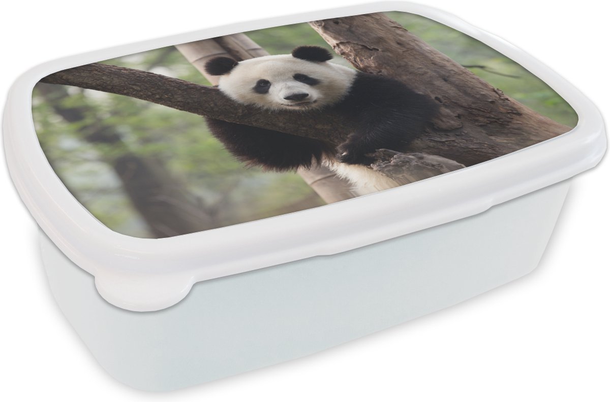 Broodtrommel Wit - Lunchbox - Brooddoos - Panda - Boom - Bos - 18x12x6 cm - Volwassenen
