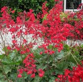 12 x Heuchera sanguinea 'Leuchtkäfer' - Purperklokje in 9x9cm pot met hoogte 5-10cm