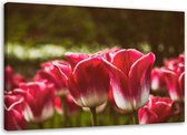 Trend24 - Canvas Schilderij - Bloeiende Tulpen - Schilderijen - Bloemen - 100x70x2 cm - Roze