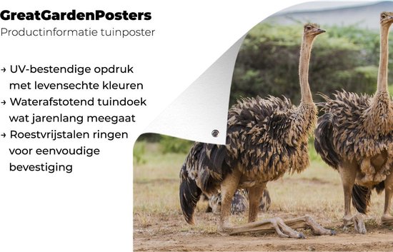 Affiche de jardin d'autruches femelles 120x80 cm - Toile de jardin / Peintures extérieur / Peintures d'extérieur (décoration de jardin)