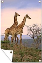 Muurdecoratie Giraffes - Lucht - Landschap - 120x180 cm - Tuinposter - Tuindoek - Buitenposter