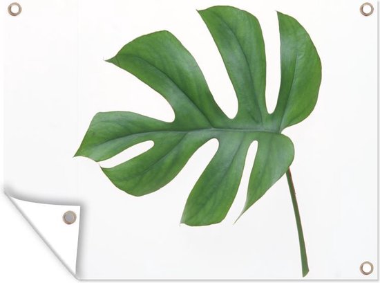 Tuin decoratie Botanisch blad op een witte achtergrond - 40x30 cm - Tuindoek - Buitenposter