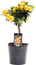 FloriaFor - Citrus Mandarin In Roma Keramiek - - ↨ 45cm - ⌀ 16cm