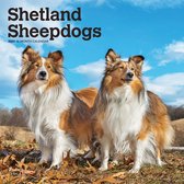 Shetland Sheepdog Kalender 2022
