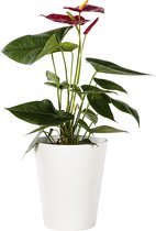 Plant in hydrocultuur systeem van Botanicly: Flamingoplant met weinig onderhoud – Hoogte: 5 cm – Anthurium andr. Arion