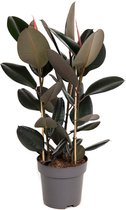 Kamerplant van Botanicly – Rubberboom – Hoogte: 75 cm – Ficus elastica Abidjan