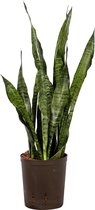 Plant in hydrocultuur systeem van Botanicly: Vrouwentongen met weinig onderhoud – Hoogte: 65 cm – Sansevieria trif. Ceylanica