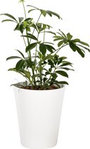 Plant in hydrocultuur systeem van Botanicly: Vingersboom met weinig onderhoud – Hoogte: 35 cm – Schefflera arboricola