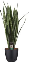 Kamerplant van Botanicly – Vrouwentongen incl. sierpot zwart als set – Hoogte: 100 cm – Sansevieria Zeylanica